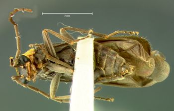 Media type: image;   Entomology 3402 Aspect: habitus ventral view